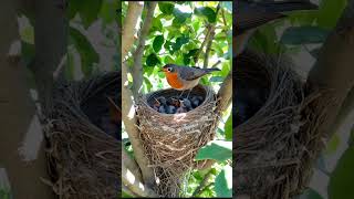 A bird sits on a nest protecting its two baby birds as they rest smartbird egret birdemic [upl. by Seraphina]