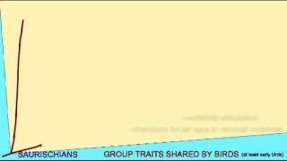 BIRD EVOLUTION CLADOGRAM THEROPODS [upl. by Phene]