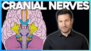 Easiest Way to Remember Cranial Nerves  Corporis [upl. by Suisyola]