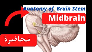 Anatomy of brain stem midbrain and interpeduncular fossa [upl. by Lladnek698]