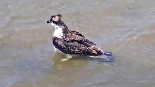 Barnegat Light Osprey Cam  Another Juvie Bath Aug 03 2020 [upl. by Chae]