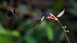 Marvelous Spatuletail Loddigesia mirabilis in Huembo Lodge Amazonas region  Peru [upl. by Nol765]