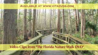 FLORIDA NATURE WALK TREADMILL SCENERY DVD [upl. by Ssenav]