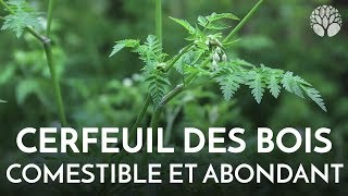 Cerfeuil des bois plante sauvage comestible [upl. by Frame146]