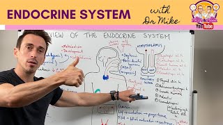 Overview of the Endocrine System [upl. by Ateval]