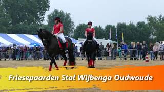 Friese paarden Stal Wijbenga Oudwoude [upl. by Enaud]