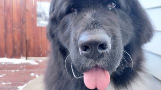 A giant dog with a giant heart  Newfoundland Dog [upl. by Ertha]