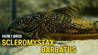 How I Bred Scleromystax Barbatus at Home [upl. by Dnalel303]