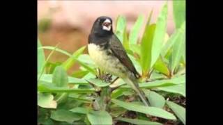 PAPA CAPIM TUI TUI PiaPia ALAGOANO 3Horas de Canto [upl. by Osicran]