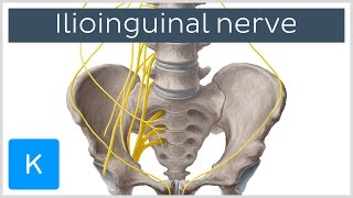 Ilioinguinal Nerve  Course amp Innervation  Human Anatomy  Kenhub [upl. by Lleumas112]