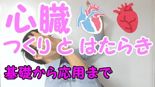 【中学理科】心臓のつくりとはたらき～部屋と循環をみよう～ 29【中２理科】 [upl. by Dave]