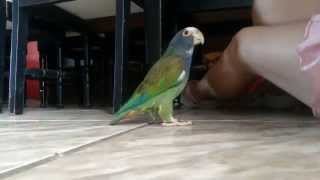 Pionus senilis le gusta que la rasquen [upl. by Jump]