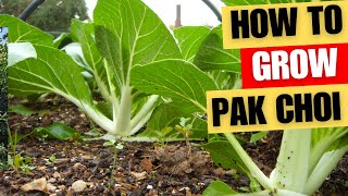 How To Grow Pak Choi [upl. by Ahker405]