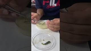 Dissecting a Silkworm biologyfacts physiologyfact silkworm [upl. by Nailimixam723]