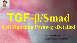 TGFβSmad Signaling Pathway Detailed Explanation [upl. by Eiddet872]