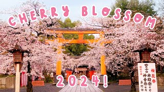 Where to See Japans Best Cherry Blossom 2024 🇯🇵 KYOTO SPECIAL 🇯🇵 [upl. by Caiaphas]