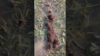 Floating raft of FIRE ANTS [upl. by Park]