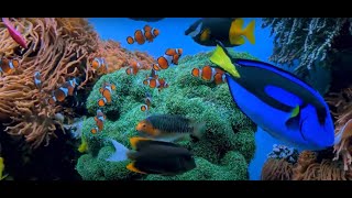 How Do Fish Live  Fish Lifestyle  Learn English [upl. by Margetts919]