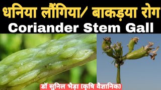 धनिया में बकड़िया लौंगिया रोग की रोकथाम। माहू कंट्रोल Coriander Stem Gall Control drsunilbhaira [upl. by Nefen]