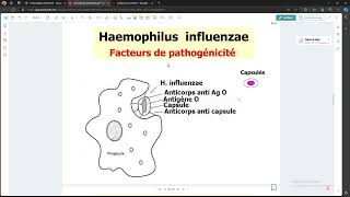 Bacteriologie  Haemophilus influennzae FMPC [upl. by Marte]