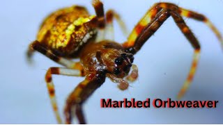 Amazing CloseUp Footage of The Marbled Orbweaver [upl. by Soinotna]