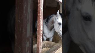 Chetak horse 🐎 horsepower horsedancevideo [upl. by Baynebridge]