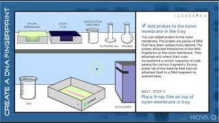 making a DNA fingerprint to solve a mystery [upl. by Darnell]