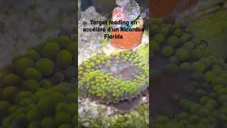 Target feeding Ricordea Florida [upl. by Ahtnamys]