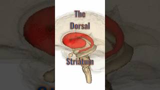 Dorsal Striatum neuroanatomy brainanatomy brainpart caudatenucleus putamen basalganglia [upl. by Alleuqcaj]