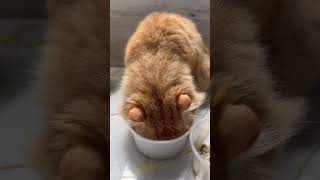 Cat eating cat food [upl. by Codi]