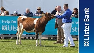 Day 3 of the 2016 Balmoral Show in partnership with Ulster Bank [upl. by Ohcirej978]