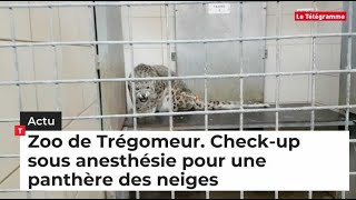 Zoo de Trégomeur 22 Checkup sous anesthésie pour une panthère des neiges [upl. by Runkle]