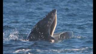 Humpback whales sing to woo females [upl. by Quiteri416]