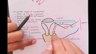 ligaments of uterus [upl. by Hannahsohs]