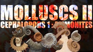 Mollusca II  Cephalopods part 1 Ammonites [upl. by Ylatan]