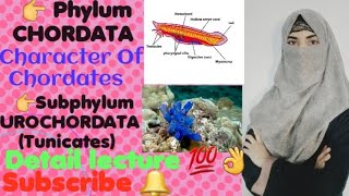 Phylum ChordataSubphylum UrochordataTunicates Maintenance FunctionsReproductionDevelopment [upl. by Whitehurst]