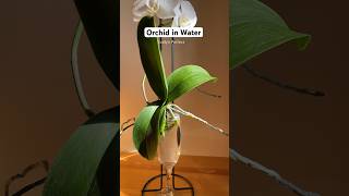 Can Orchid Plant survive in just water plantcare orchids plantlovers [upl. by Anej]