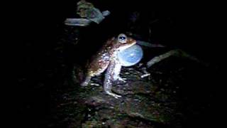 Toad croaking [upl. by Shipley]