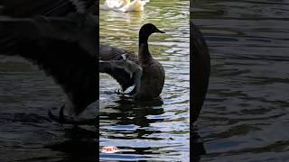 The black duck is swimming and diving in the pond shorts duck duckswimming blackduck [upl. by Etnahsa]