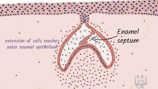 Development of Tooth  Part 3 Morphological stages  Cap stage [upl. by Gretchen728]