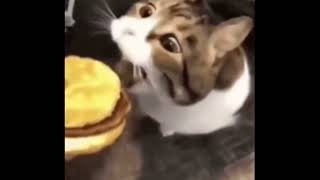 here KITTY u can has cheese burger [upl. by Nielsen]