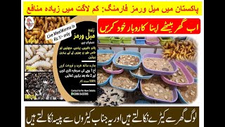 Live Mealworms Farming II HOW TO EARN MONEY FROM MEALWORMS II BEST BUSINESS IDEA [upl. by Ojeibbob]