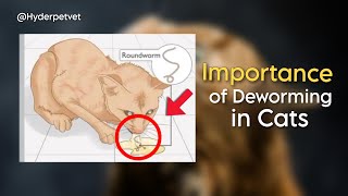 Cat deworming  How to deworm Cats and kittens  Symptoms of Cat worms  Cat deworming is necessary [upl. by Bahe]