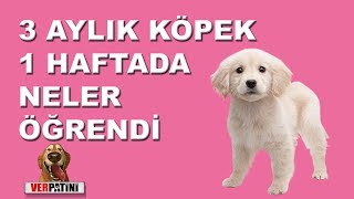 3 Aylık Köpek 1 haftada bakın neler öğrendi  İzmir Köpek Eğitimi [upl. by Mcmaster]