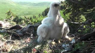 Banding a Golden Eagle [upl. by Romie619]