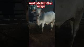 top tharparkar bull tharparkar cow breed haryana cows sahiwal caw rathi cow [upl. by Alarick115]