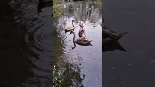 Swan wading in a river [upl. by Llerret]