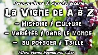 Planter 🍇 La vigne 🍇 de A à Z des fruits au jardin potager en permaculture  Documentaire nature [upl. by Mayce176]