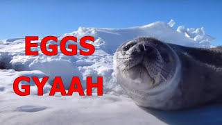 Talking seals  Wise words [upl. by Nirrad]