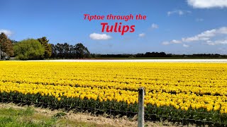 Tiptoe through the Tulips [upl. by Schlosser686]